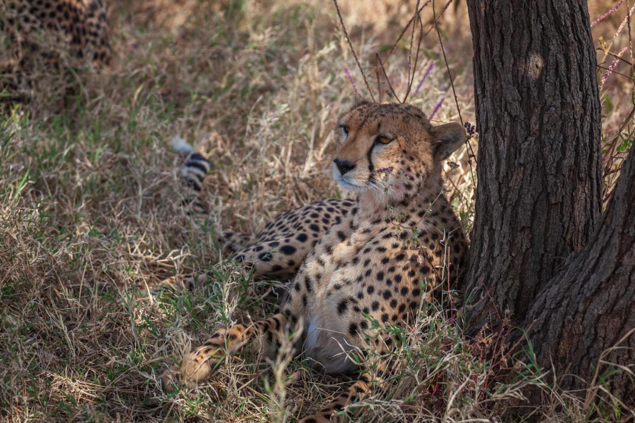 Mawe Tented Camp Serengeti Exterior foto