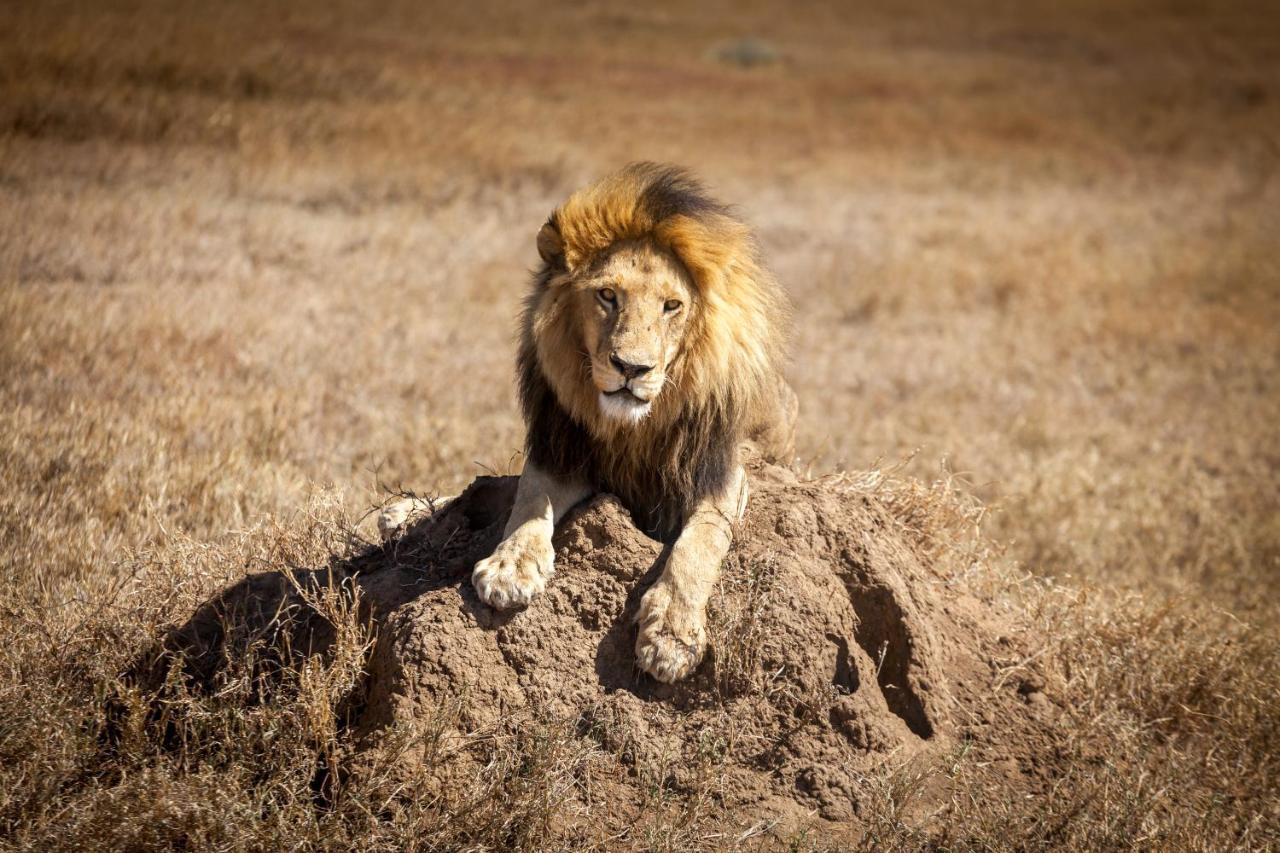 Mawe Tented Camp Serengeti Exterior foto